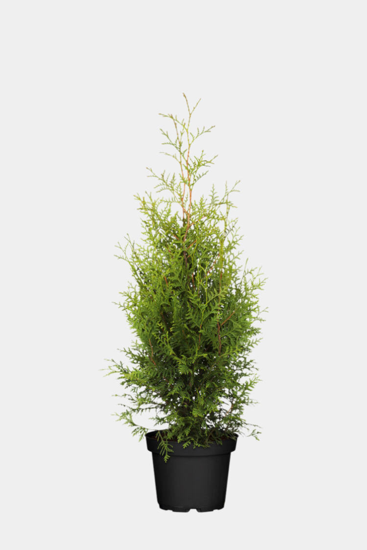 Thuja Brabant kruka 100cm-140cm 65-pack