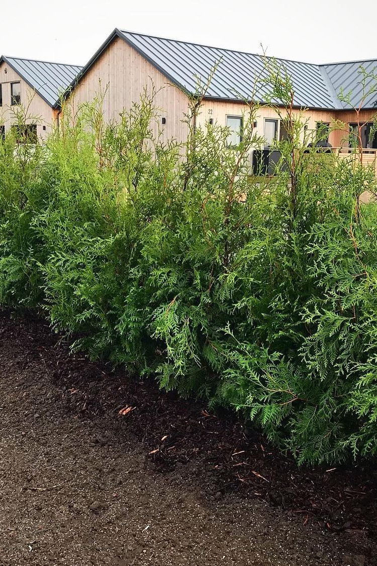 Thuja Brabant kruka 100cm-140cm 65-pack