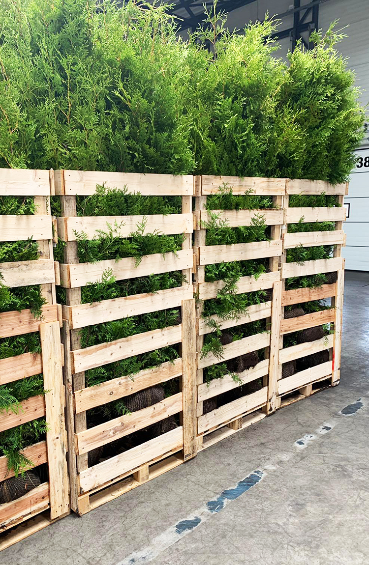 Thuja Brabant kruka 100cm-140cm 65-pack